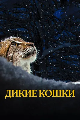 Дикие кошки, 2021 — смотреть фильм онлайн в хорошем качестве на русском —  Кинопоиск