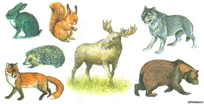 ЛогопедДОУ: Тематический цикл \"Дикие животные наших лесов\"
