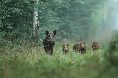Как обезопасить себя от диких животных в лесу | За горизонт: Три дороги |  Дзен