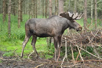 дикие животные в лесу на лугу Стоковое Фото - изображение насчитывающей  ангстрома, посмотрите: 228459986