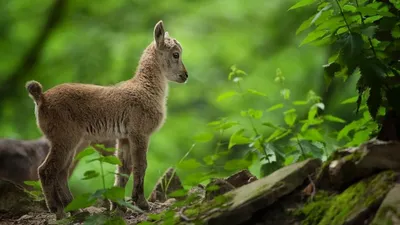 Не забирайте диких животных из леса! · Новости · Муниципальное Бюджетное  Учреждение Культуры «Зоопарк» - официальный сайт
