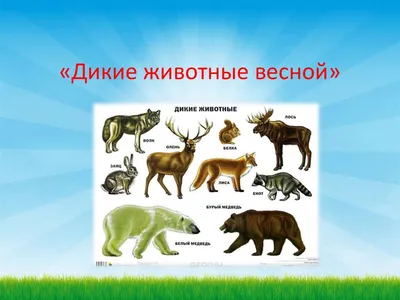 дикие животные весной ЛОГОПРЕЗЕНТАЦИЯ Савченко ТО - YouTube