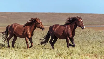 ФОТОФАКТ: Дикие лошади Налибокской пущи