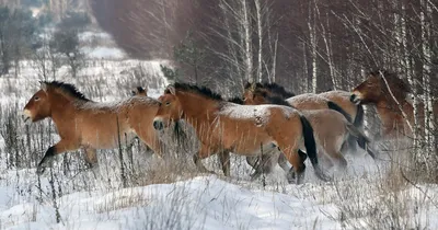 Остров диких лошадей