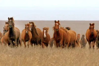Как попасть в уникальный донской заповедник с дикими лошадьми - Российская  газета