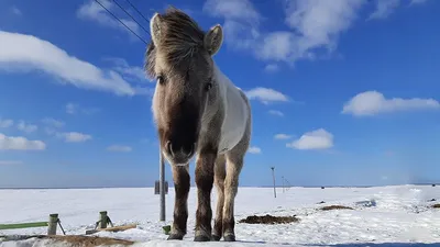 Табун красивых диких лошадей в лете Стоковое Фото - изображение  насчитывающей наследие, лошадь: 124008050