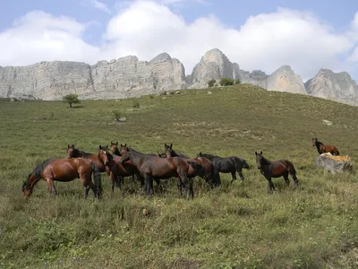 Стадо диких лошадей, на большой …» — создано в Шедевруме