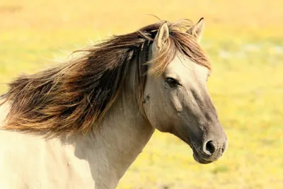 Лес диких лошадей: уникальное место в румынской Дельте Дуная