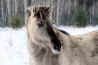 Для диких лошадей в Кузомени собирают продукты на зиму - KP.RU