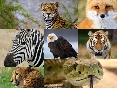 Коллаж диких животных, млекопитающих Стоковое Фото - изображение  насчитывающей млекопитающие, коллаж: 47019222