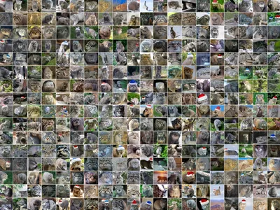 Фото коллажа некоторые дикие животные Стоковое Фото - изображение  насчитывающей разнообразность, хищник: 45230350