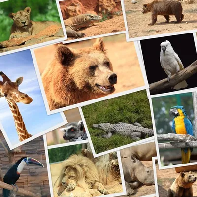 Фото коллажа некоторые дикие животные Стоковое Фото - изображение  насчитывающей разнообразность, хищник: 45230350