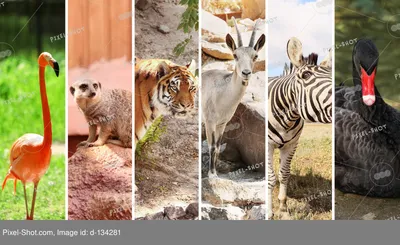 Картинки диких животных для коллажа