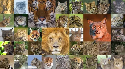 Подведены итоги конкурса самых забавных фотографий диких животных 2022 года  | RT на русском | Дзен