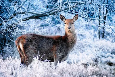 Лесной фуршет. Как помогают пережить зиму диким животным в СКФО |  ОБЩЕСТВО:Экология | ОБЩЕСТВО | АиФ Ставрополь