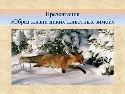 Подкормка диких животных зимой в Башкирии | Природа | ОБЩЕСТВО | АиФ Уфа