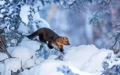 В населенных пунктах Подмосковья можно встретить диких животных зимой - В  регионе - РИАМО в Реутове