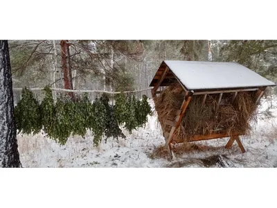 Дикие животные Эстонии справятся зимой без человеческого вмешательства |