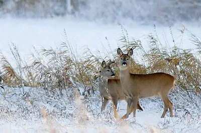 Специалисты Калугаоблохоты рассказали, как считают диких животных зимой