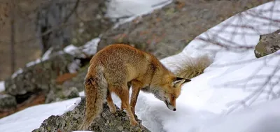 Следы диких животных на глубоком ландшафте зимой снег Стоковое Фото -  изображение насчитывающей красивейшее, место: 212477460