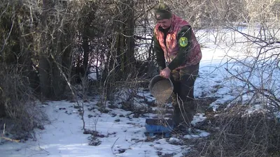 Ежи из Бутова и горностаи из Ясенева: как дикие животные готовятся к холодам