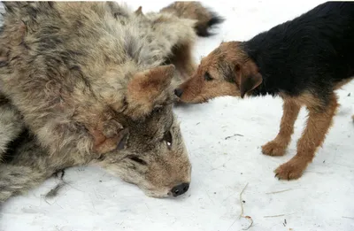 Учет диких животных в Москве зимой 2022-2023 годов - Агентство городских  новостей «Москва» - информационное агентство
