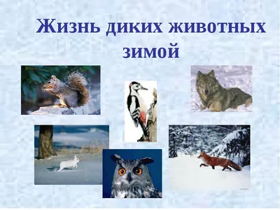 Блог учителя-дефектолога группы \"Колокольчик\": Дикие животные зимой