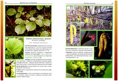 Целебные свойства дикорастущих растений. Учебное пособие — купить книги на  русском языке в BooksMe в Испании
