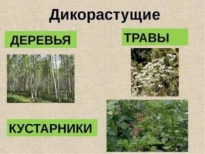 Картинки дикорастущих растений фотографии