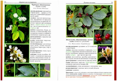 Дикорастущие растения Ленинградской области | Удоба - бесплатный  конструктор образовательных ресурсов