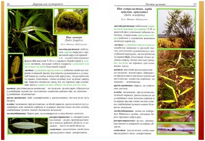 Увулярия крупноцветковая (Uvularia grandiflora) Новости Интернет-магазин  «Пролисок» - садовые растения почтой
