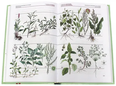 Иллюстрация 1 из 34 для Популярный атлас-определитель. Дикорастущие растения  - Новиков, Губанов | Лабиринт - книги. Источник: