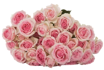 Dinara - Spray Roses - Aisha Flowers