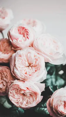 Обои | Цветы | Beautiful flowers, Flower aesthetic, Flowers