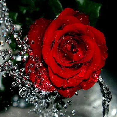 Картинки розы на аву (50 лучших фото)