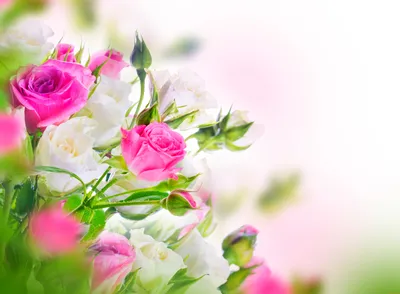 Обои Цветы Розы, обои для рабочего стола, фотографии цветы, розы, белые,  розовые Обои для рабочего стола, скачать обои картинки заставки на рабочий  стол.