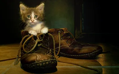 Почему коты обожают хозяйскую обувь? | Мир домашних животных | Дзен