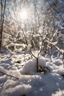 Фон зима вертикальный - фото и картинки: 73 штук
