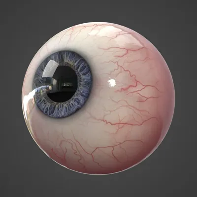 глаз 3D Модель $8 - .ma .obj - Free3D