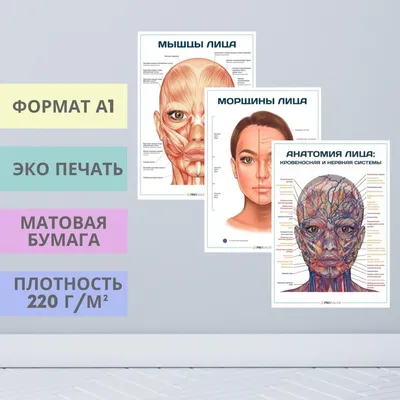 Карта клиента косметолога - купить с доставкой по выгодным ценам в  интернет-магазине OZON (1091215770)