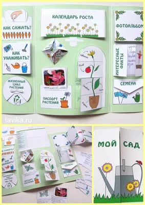 Лэпбуки - tavika.ru | Лэпбуки, Детские научные проекты, Лэпбук