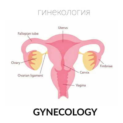 Приставки в английском языке: виды, примеры