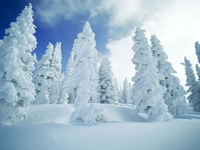 Обои зима, фото зимний лес
