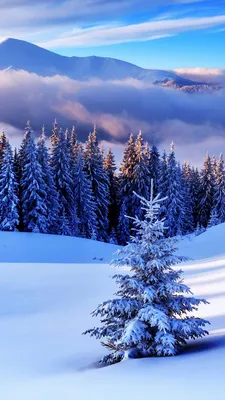 Обои зима, снег, деревья, облака на рабочий стол