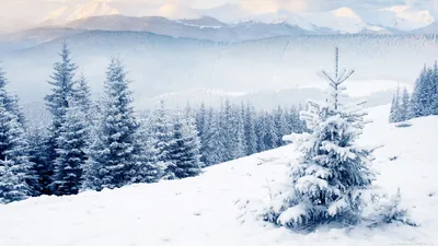 Обои зима, снег, деревья на рабочий стол