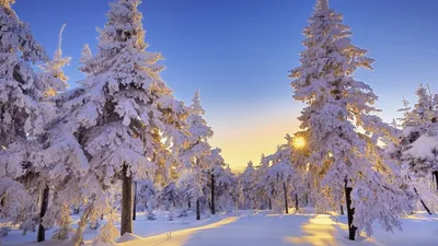 Скачать 2560x1600 зима, снег, солнечный свет, тропинка, деревья обои,  картинки 16:10