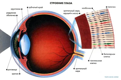 Очки Zilead для людей с красно-зеленым цветом, линзами с двусторонним  покрытием для ослепления, дальтонизма и слабости цвета TR90, рамка «Спорт»  | AliExpress