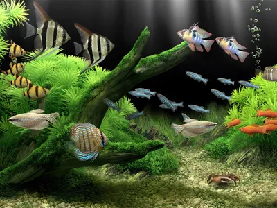 Заставка Аквариум Мечты 3D – Скачайте самый лучший аквариум с рыбками!