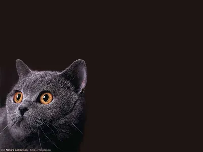 Обои \"Кошки (Коты Котики)\" на рабочий стол, скачать бесплатно лучшие  картинки Кошки (Коты Котики) на заставку ПК (компьютера) | mob.org