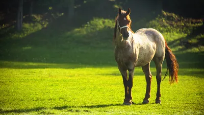 Обои для рабочего стола лошадь Луга животное 1920x1080